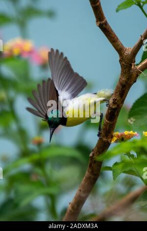 Purple Rumped Sunbird at Bhadravathi, Karnataka India Stock Photo