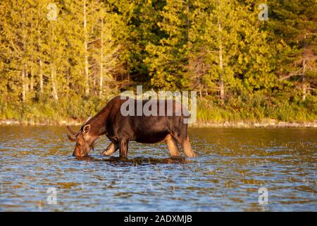A bull moose standing in a lake feeding in the Maine woods.  He is a young moose and is eating buttonweed from the lake. Stock Photo