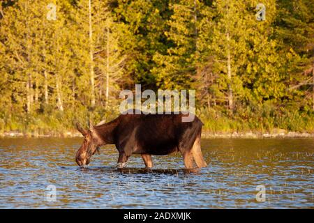 A bull moose standing in a lake feeding in the Maine woods.  He is a young moose and is eating buttonweed from the lake. Stock Photo