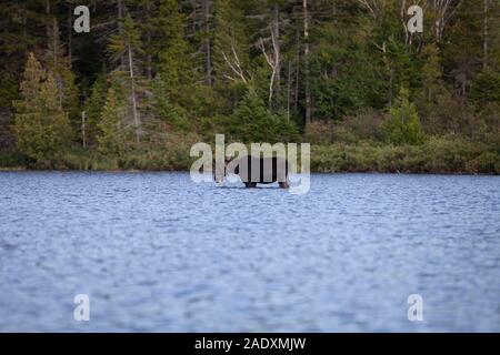 A bull moose standing in a lake feeding in the Maine woods.  He is a young moose and is eating buttonweed from the lake. Stock Photo