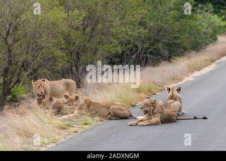 Lions relax on the street in the Kruger National Park in South Africa. Safari in Mpumalanga. Stock Photo