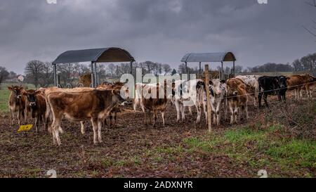 white and brown dairy cows in a meadow. Cloudy weather in France Stock Photo