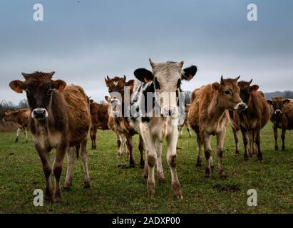 white and brown dairy cows in a meadow. Cloudy weather in France Stock Photo