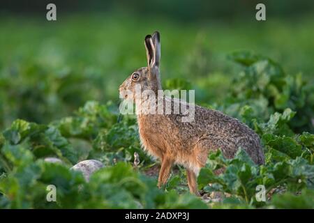 European brown hare (Lepus europaeus) foraging in sugar beet field in summer Stock Photo