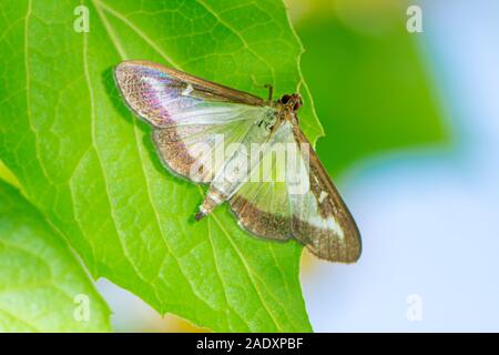 Macro of a box tree moth (Cydalima perspectalis) Stock Photo