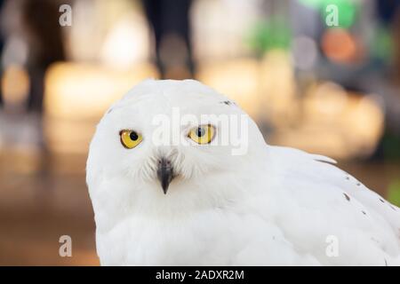 Snowy Owl - Bubo scandiacus, a large, white owl of the typical owl family. Snowy owls are native to Arctic regions in North America and Eurasia. Stock Photo