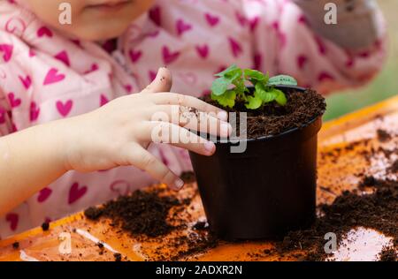 Closeup view of toddler child planting young beet seedling in to a fertile soil. In schools, children practice didactic botany workshops. Stock Photo