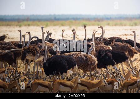 Group of ostriches and springbok antelopes gathered around a waterhole in Etosha National Park, Namibia. Etosha is known for its waterholes overfilled Stock Photo