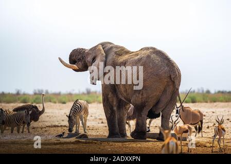 African elephant drinks water at a waterhole in Etosha National Park, Namibia, surrounded by other animals. Etosha is known for its waterholes overfil Stock Photo