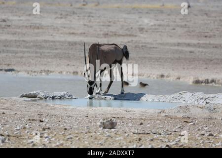 Oryx drinks water from a puddle in Etosha Park Stock Photo