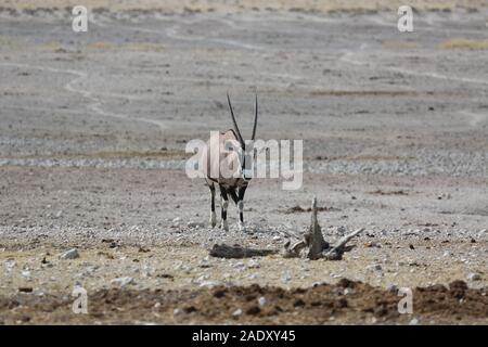 Oryx drinks water from a puddle in Etosha Park Stock Photo