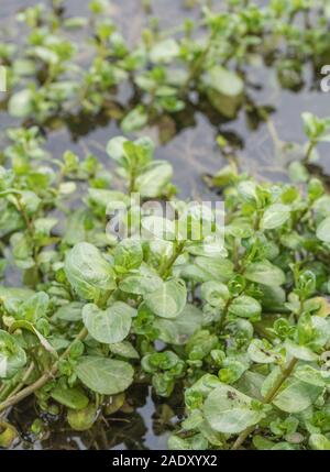 Brooklime / Veronica beccabunga leaves growing in flooded freshwater drainage ditch. Foraged & survival food containing Vitamin C. Once used in cures Stock Photo