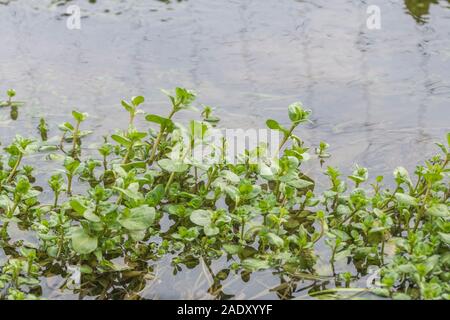 Brooklime / Veronica beccabunga leaves growing in flooded freshwater drainage ditch. Foraged & survival food containing Vitamin C. Once used in cures Stock Photo