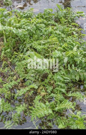 Foliage of what is thought to be Berula erecta / Lesser Water-Parsnip but could be Fool's Watercress / Apium nodiflorum in drainage ditch. SEE NOTES Stock Photo