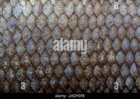 Large Fish Scale Texture