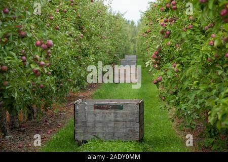 Alley of Apples with a row of big wooden crates in a orchard , Autumn, Québec, Canada Stock Photo