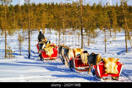People in Reindeer sleigh caravan in winter forest in Rovaniemi reflex Stock Photo