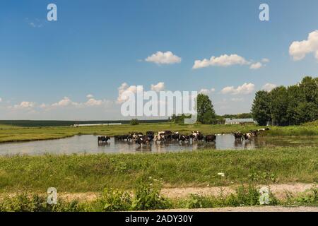 A herd of cows is chilling and drinking refreshing water while standing in a pond on a hot summer day in the countryside in Romania Stock Photo