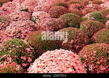 Soft blured of gypsophila flowers in living coral color. Color of the year 2019 concept. Stock Photo