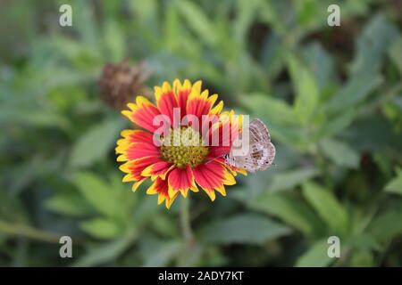 Beautiful Nature, Butterfly on Firewheel flower Stock Photo