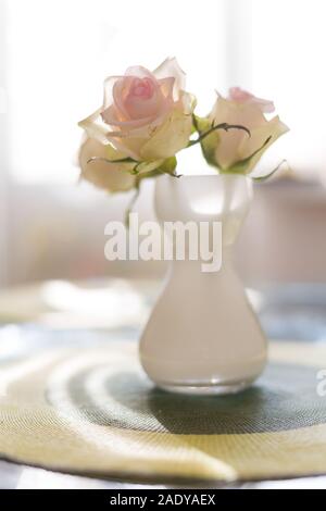 Three beautiful white and pink roses in the white mat vase on the table with sunlight. Morning freshness. Bouquet at home. Interior. Sunny day in the Stock Photo