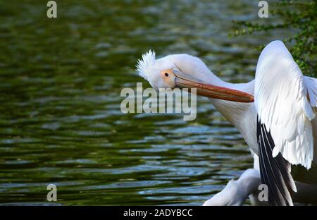 Great white pelican (Pelecanus onocrotalus)cleaning its feathers at St. James Park Stock Photo