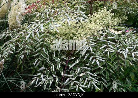 Aralia elata Silver Umbrella,Silver Umbrella Variegated Devil's Walking Stick,Chinese angelica tree,Japanese angelica tree,Korean angelica tree,leaves Stock Photo