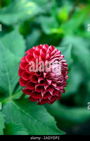 dahlia cornel, ball dahlia,type,variety,hybrid,purple red,flower,flowers,flowering,RM Floral Stock Photo