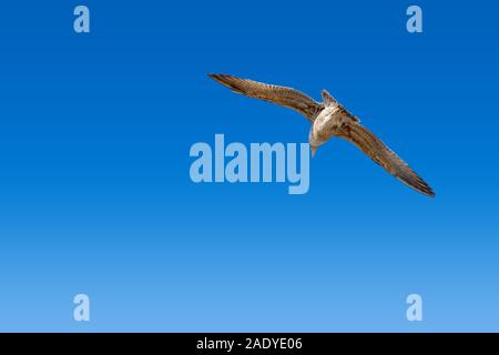 Seagull flying high in the blue sky Stock Photo