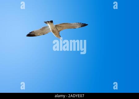 White seagull flight solo in bright clear blue sky Stock Photo
