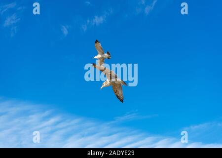 Two seagulls flying in blue sky Stock Photo