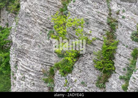 Green plants on a steep limestone rock. Natural background, limestone rock texture and green plant Stock Photo