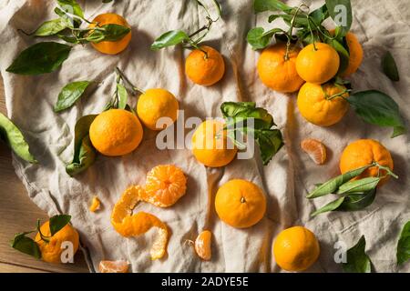 Raw Orange Organic Mandarins with Green Leaves Stock Photo