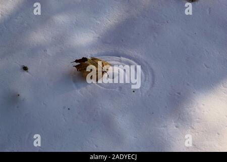 Frozen leaf making a perfect circle in the snow Stock Photo
