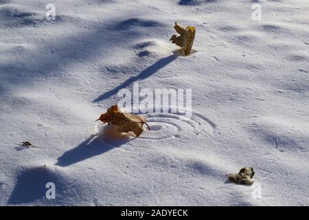 Frozen leaf making a perfect circle in the snow Stock Photo