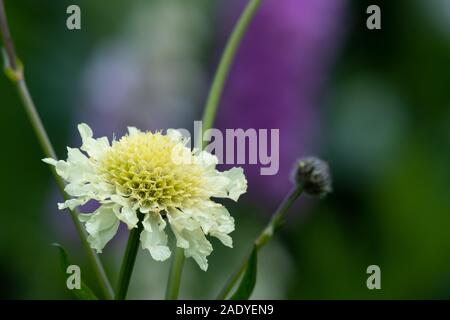 Close up of a cream pincushion (scabiosa ochroleuca) flower in bloom Stock Photo