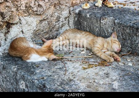 Semi-feral kittens sleeping on stone steps in Dubrovnik, Croatia Stock Photo