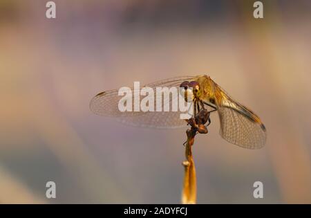 A close up of the face of an orange dragonfly balancing on a withered branch. Stock Photo