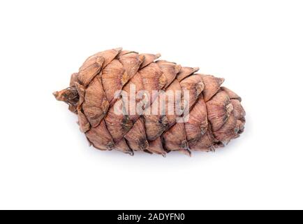 Siberian Cedar Pine Cone, Cedar Cone isolated on white Background Stock Photo