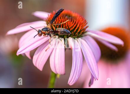 Northern Paper Wasp on a blooming purple Echinacea flower in summer, about to take off in the air