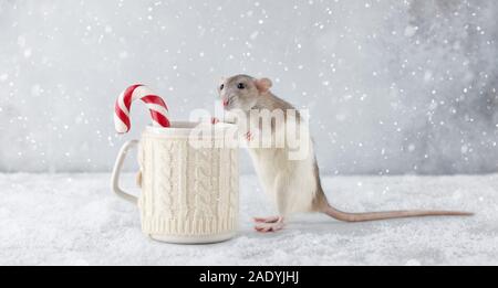 Rat with winter cup and candy cane in snow. New Year 2020 symbol. Stock Photo