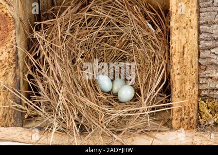 Three unhatched powder blue eastern bluebird eggs in a pine straw nest inside a bird house. Stock Photo