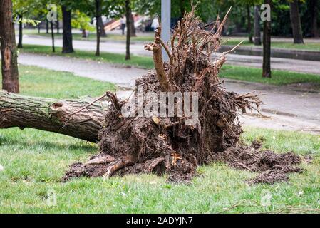 broken tree fell down on the road after a strong storm went through ...