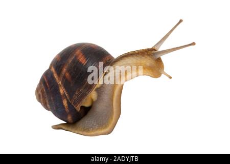 Garden snail isolated on white. Сreeping grape snail isolated on a white background. Stock Photo