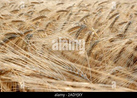 Close-up of yellow golden grain or wheat plants waving in the wind backlit by the sun at sunset in a field in summer Stock Photo