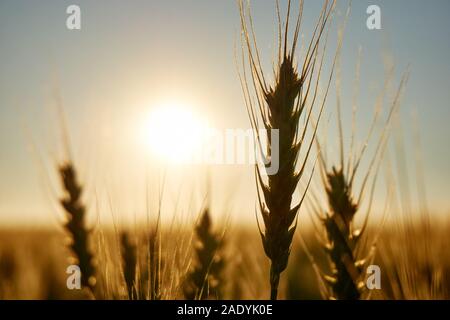 Silhouette of grain or wheat plants backlit by the sun at sunset in a golden yellow landscape with copy space. Solar or clean energy. Stock Photo
