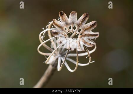 The Remains of an Opium Poppy (Papaver Somniferum) in Early Winter, Showing the Decayed Framework of the Seed Capsule Stock Photo