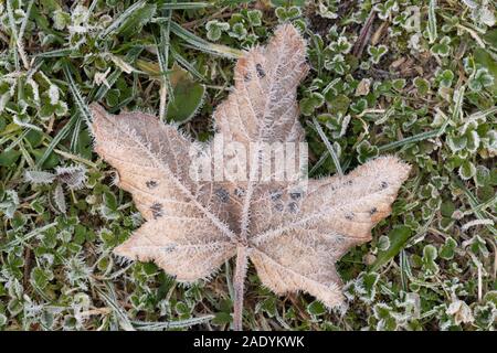 A Brown and Decaying, Frosted Sycamore Leaf (Acer Pseudoplatanus) Infected with the Fungus Tar Spot (Rhytisma Acerinum) On a Green Background Stock Photo