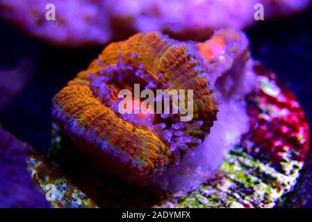 Acanthastrea Lordhowensis Coral - (Micromussa lordhowensis) Stock Photo