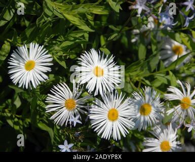 Shasta daisies Stock Photo